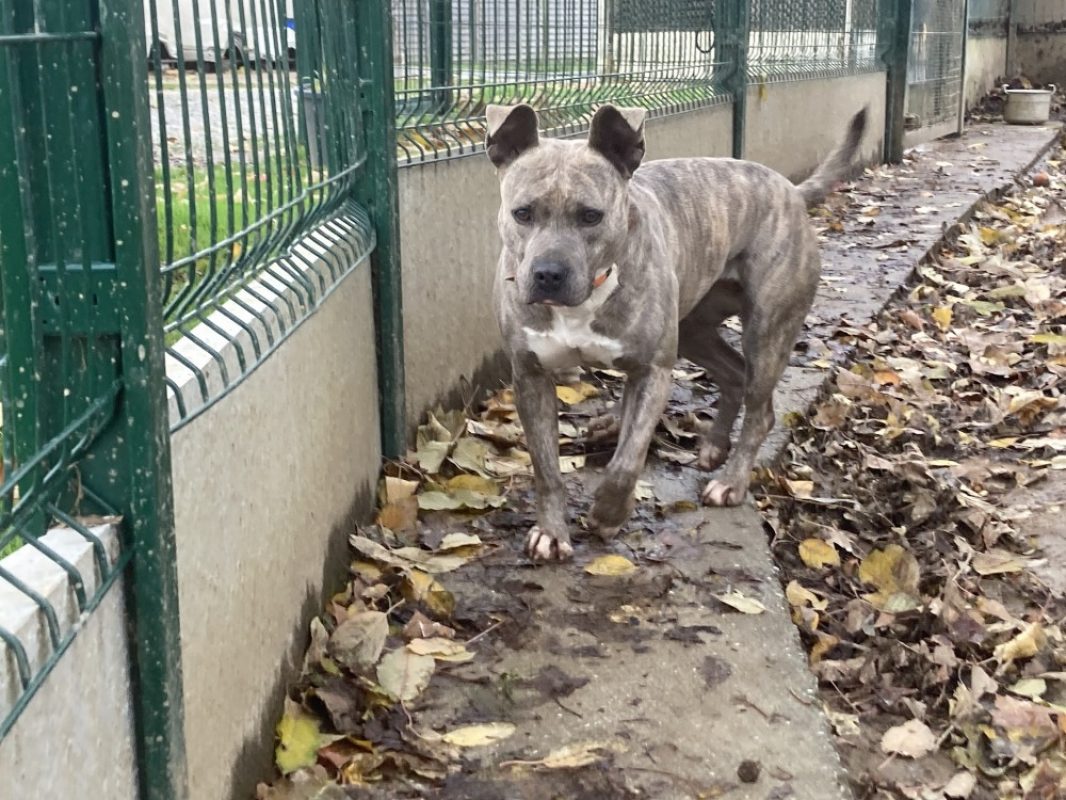 Mademoiselle - Chien à adopter - photo 10