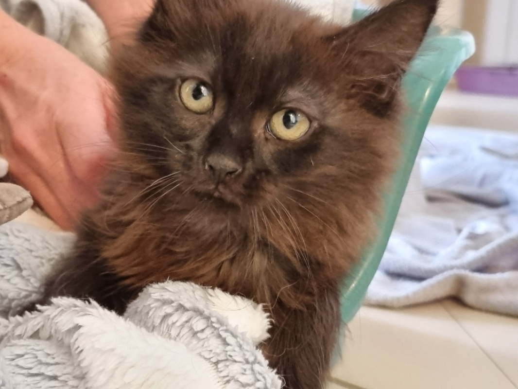 Photo de Mocha