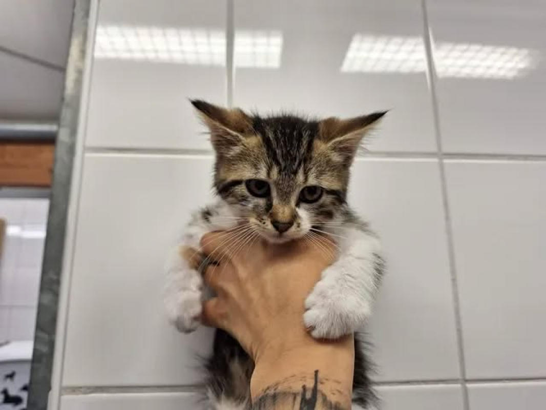 Photo de Lilo