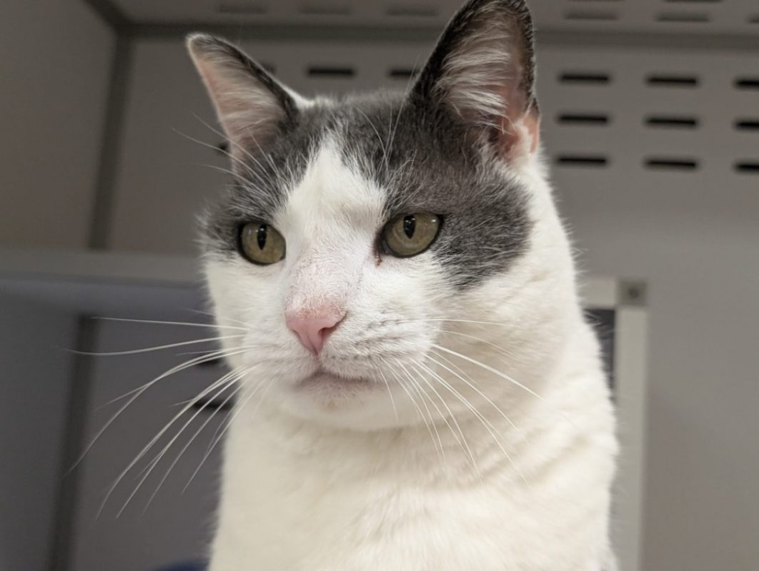 Blue - Chat Européen à adopter