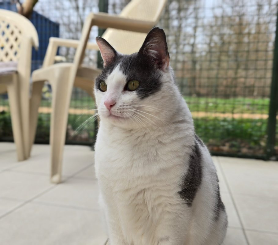 Blue - Chat Européen à adopter - photo 2