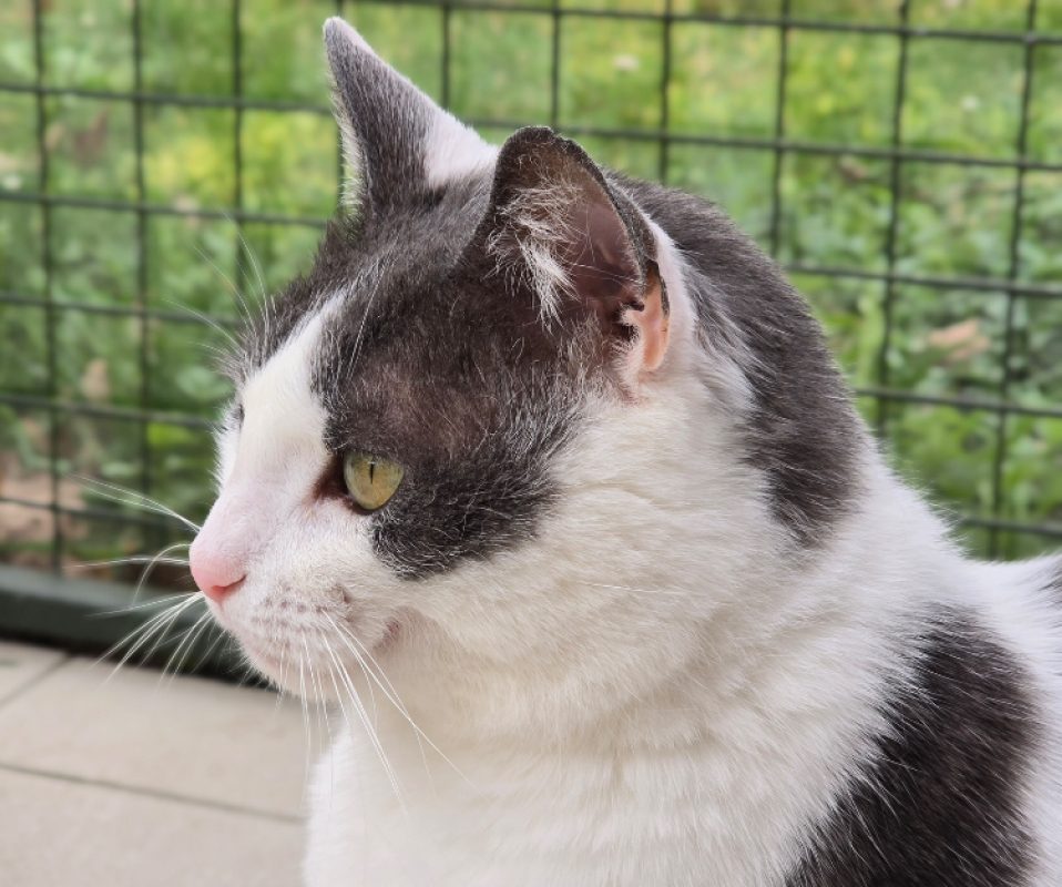 Blue - Chat Européen à adopter - photo 3