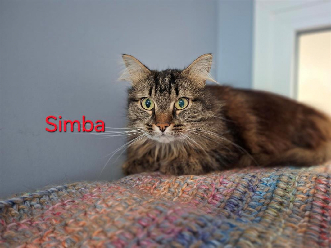 Photo #1 de Simba