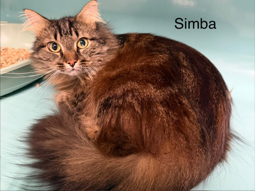 Photo #2 de Simba