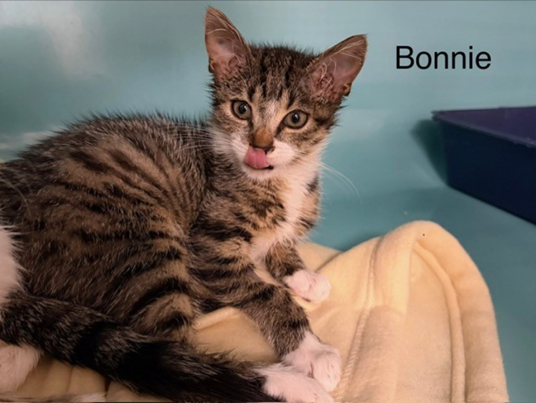 Photo de Bonnie