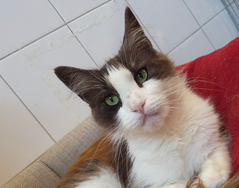 Photo #1 de Tassia