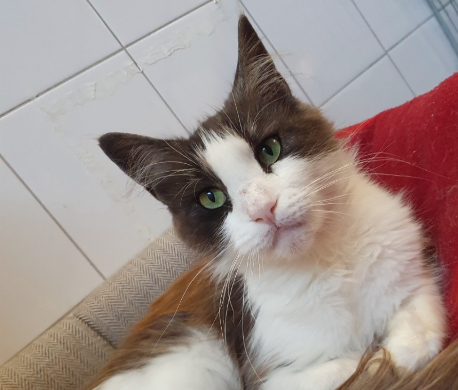 Photo #2 de Tassia