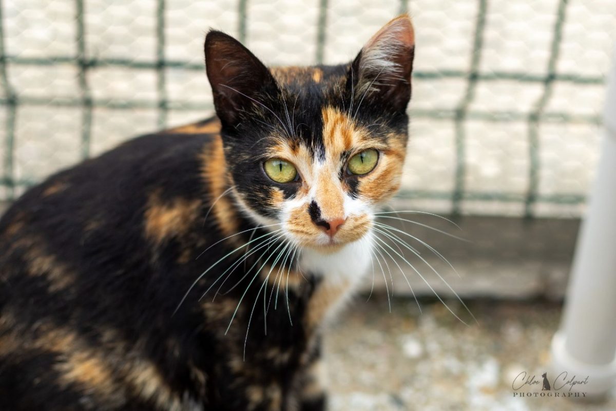 Azura - Chat Européen à adopter