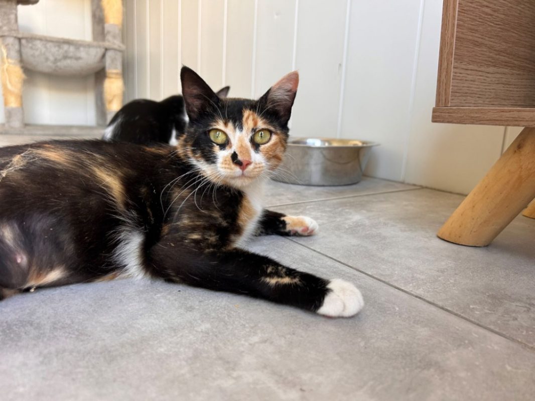 Azura - Chat Européen à adopter - photo 2