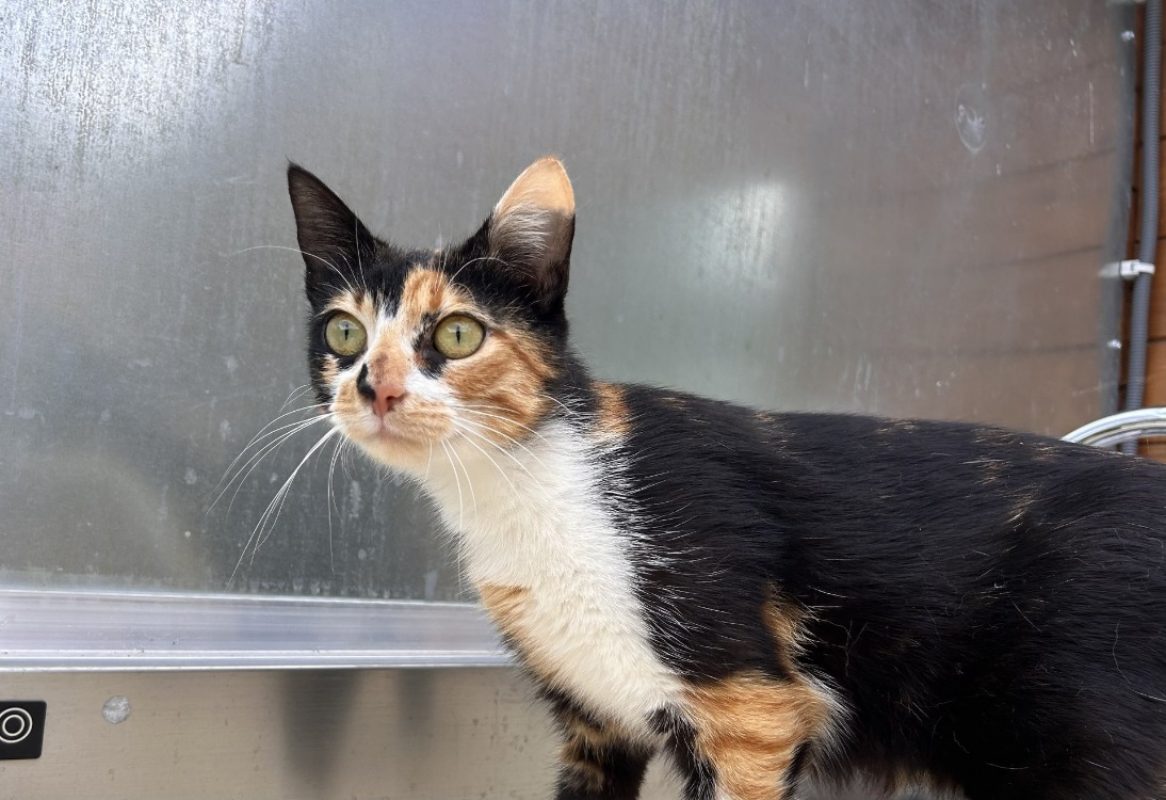 Azura - Chat Européen à adopter - photo 3
