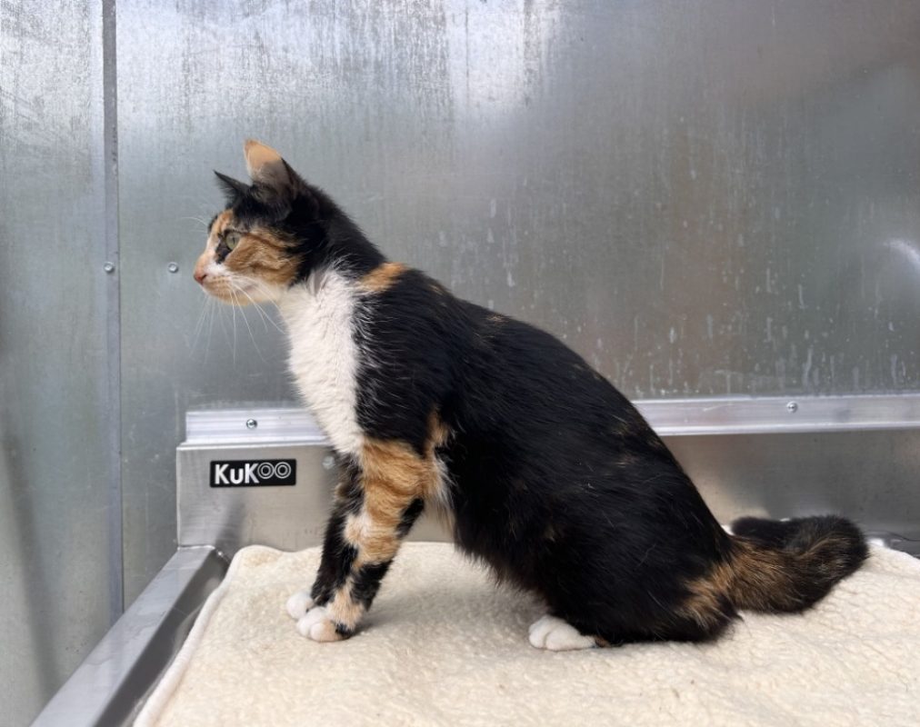 Azura - Chat Européen à adopter - photo 4