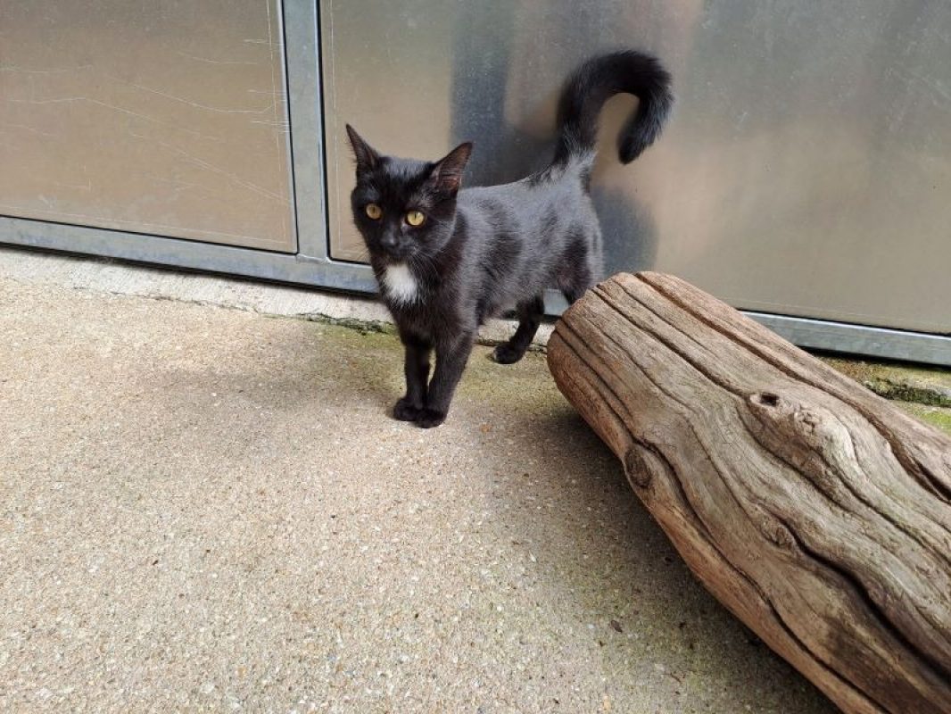 Sweety - Chat Européen à adopter