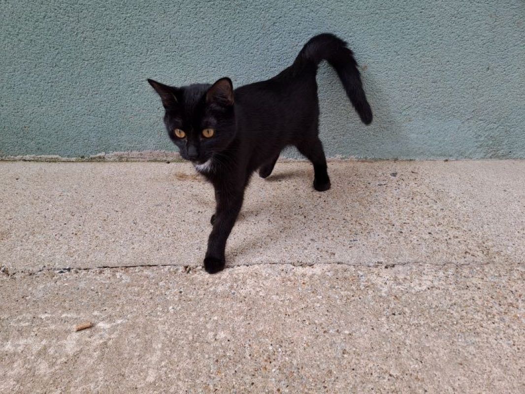 Sweety - Chat Européen à adopter - photo 4