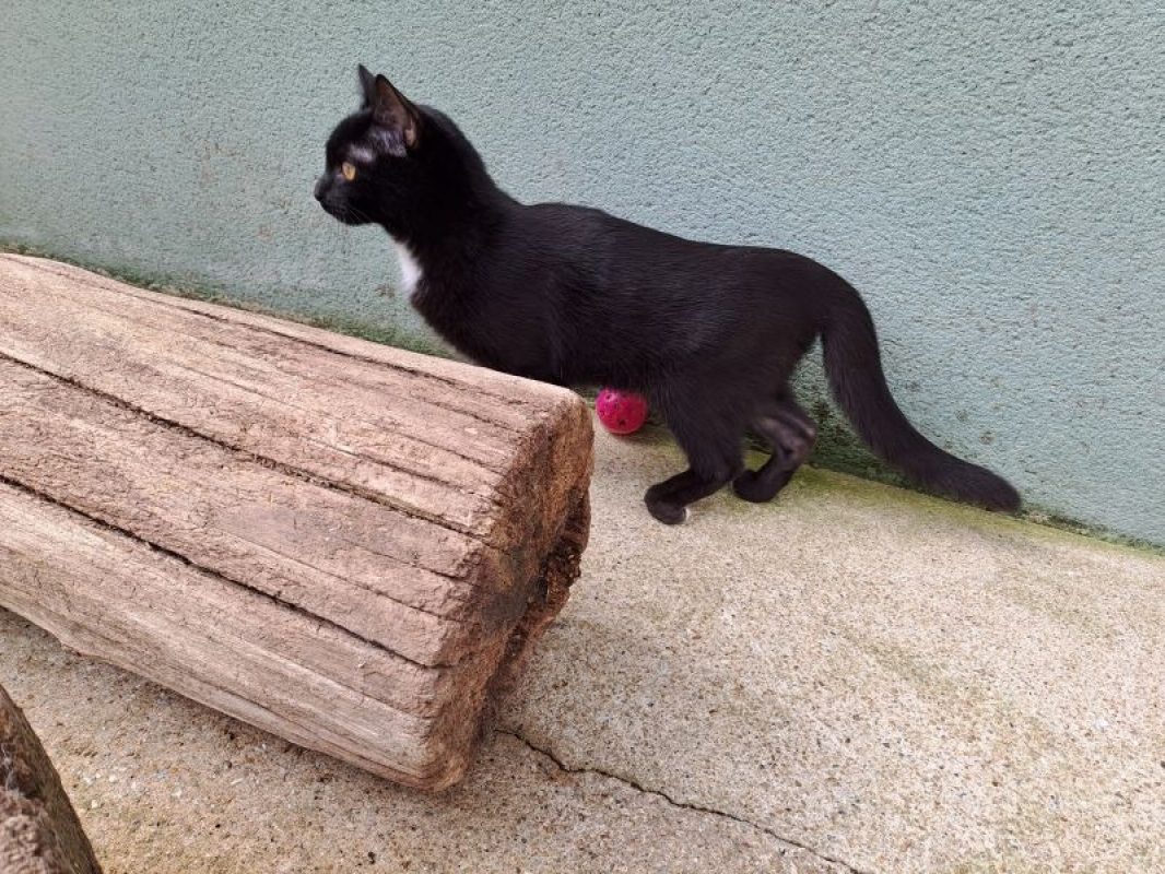 Sweety - Chat Européen à adopter - photo 5
