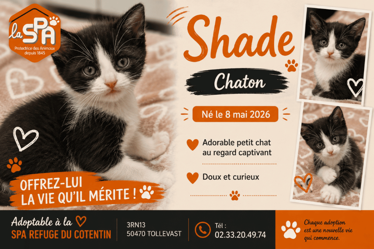 Photo de Shade