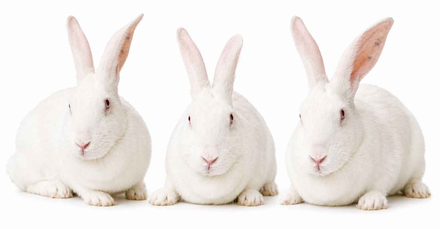 Photo de Edelweiss
