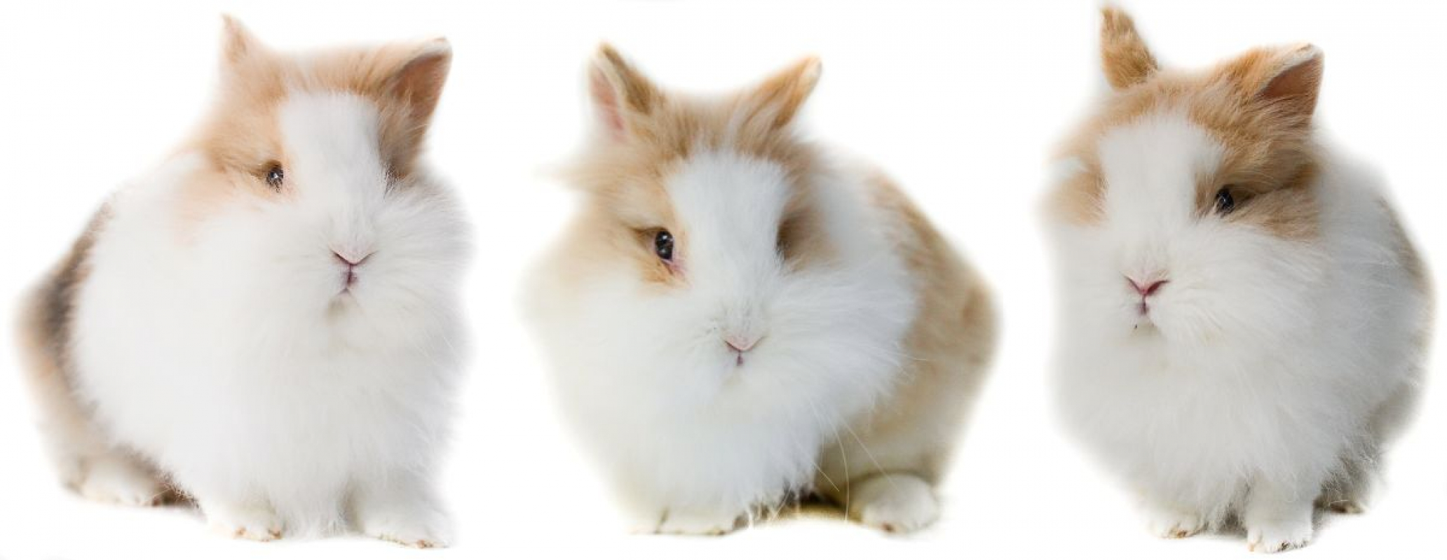 Photo de Bluebell