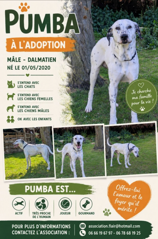 Photo de Pumba 