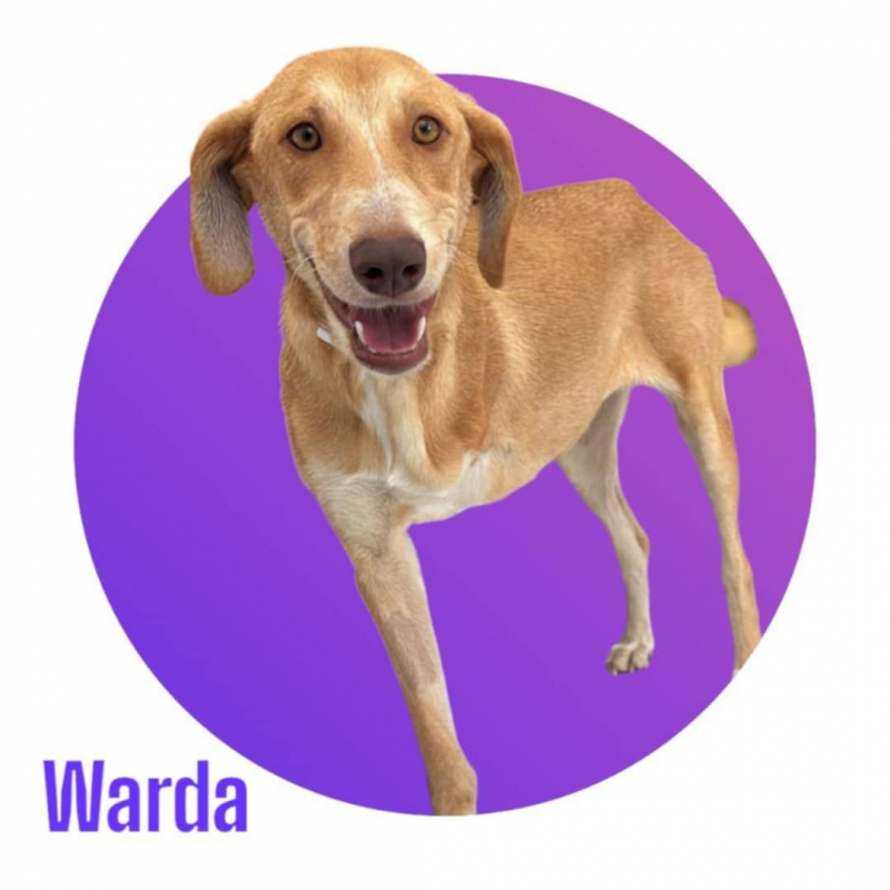 Photo #1 de WARDA