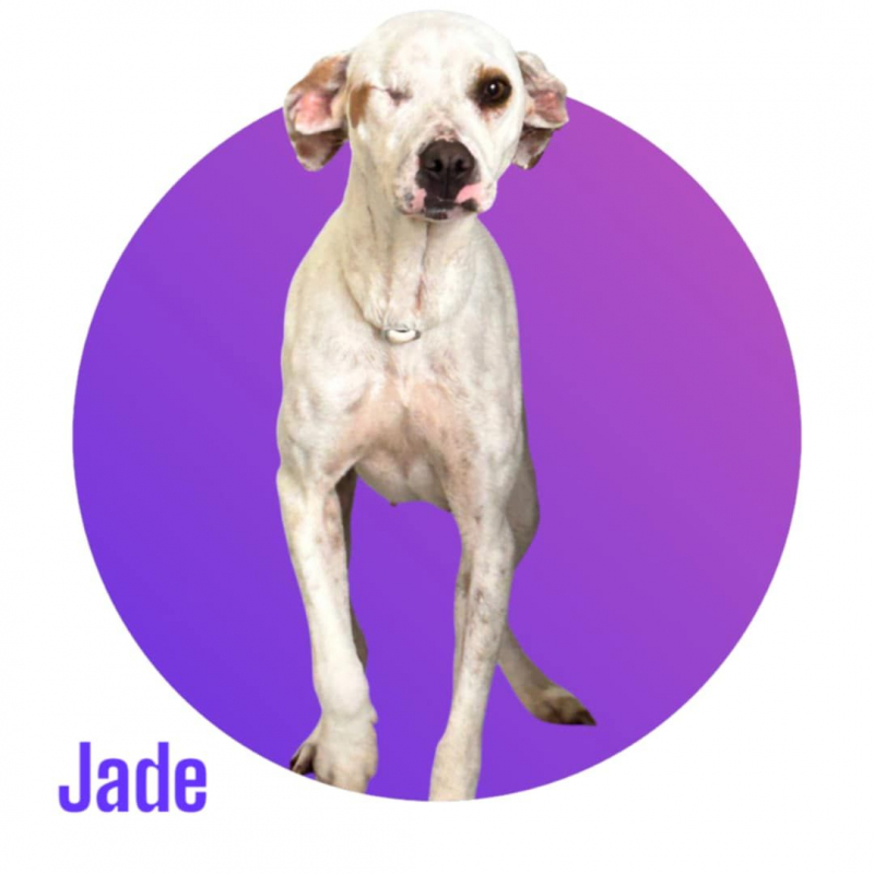 Photo #1 de JADE