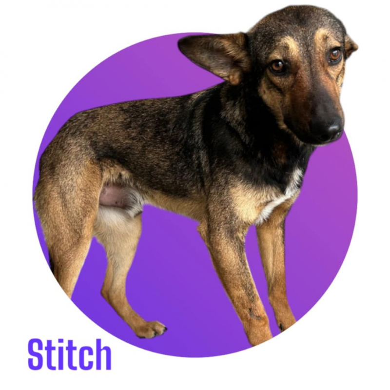 Photo #1 de STITCH