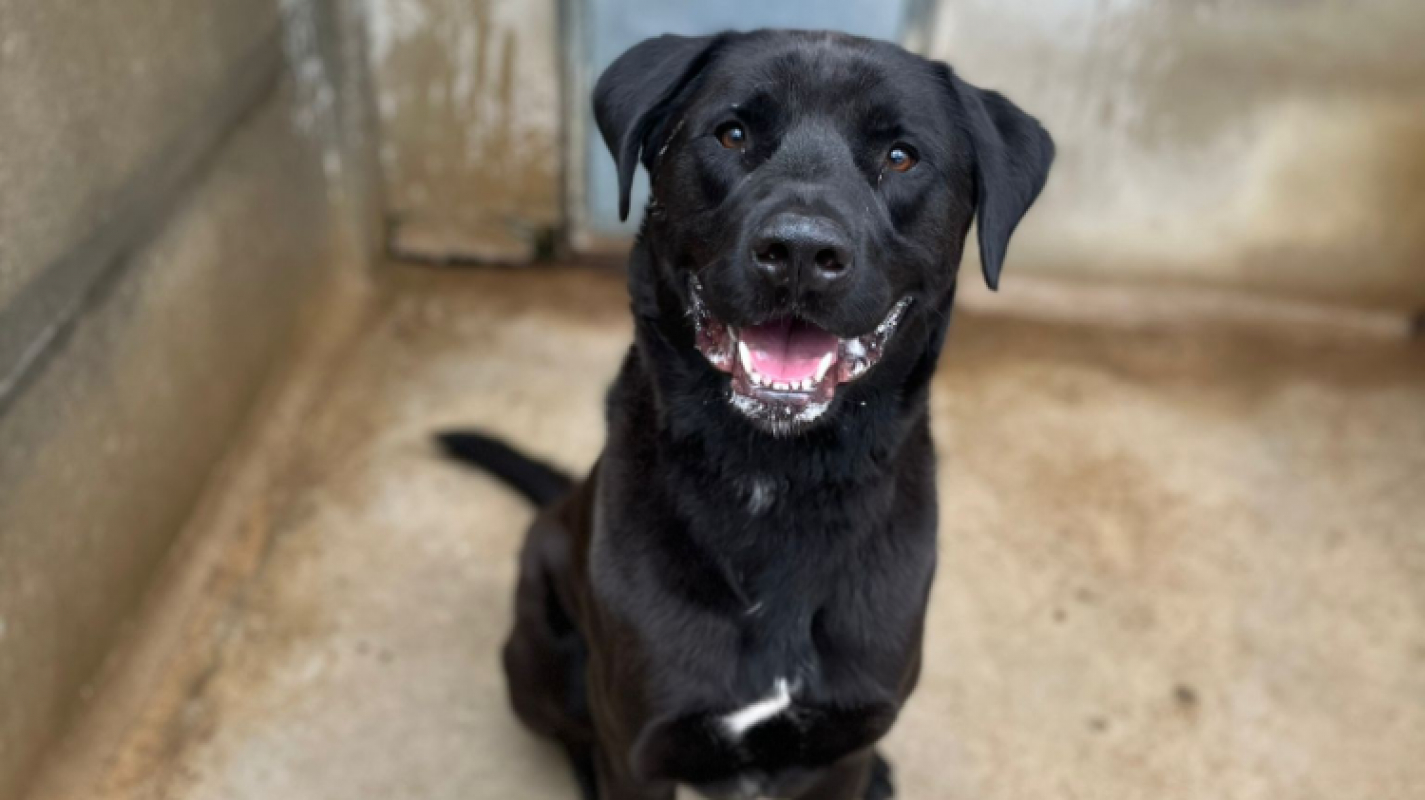 Photo #1 de Dante vaa