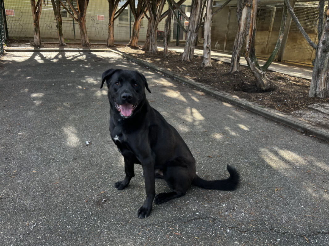 Photo #3 de Dante vaa