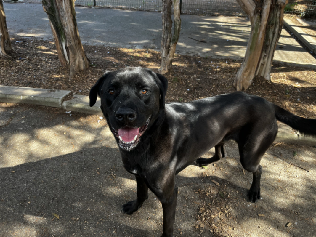 Photo #4 de Dante vaa