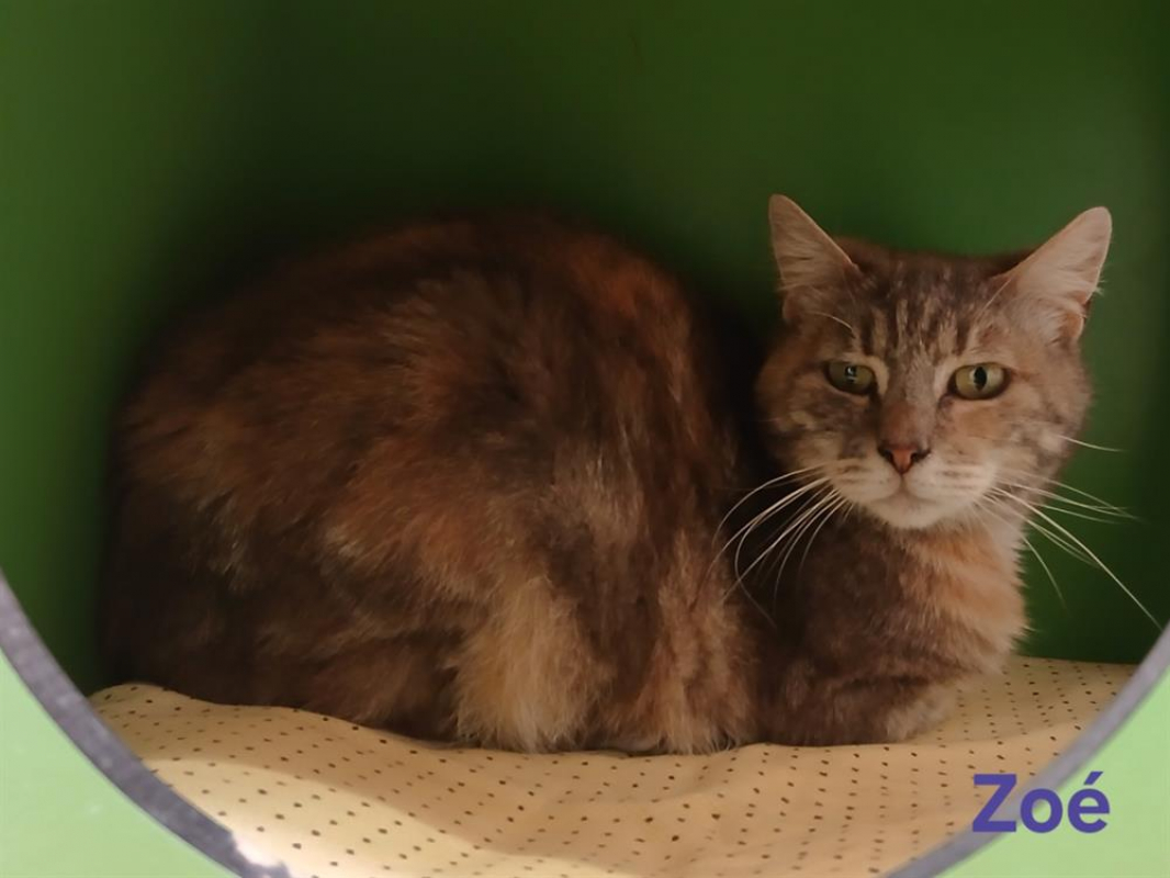 Photo de Zoé