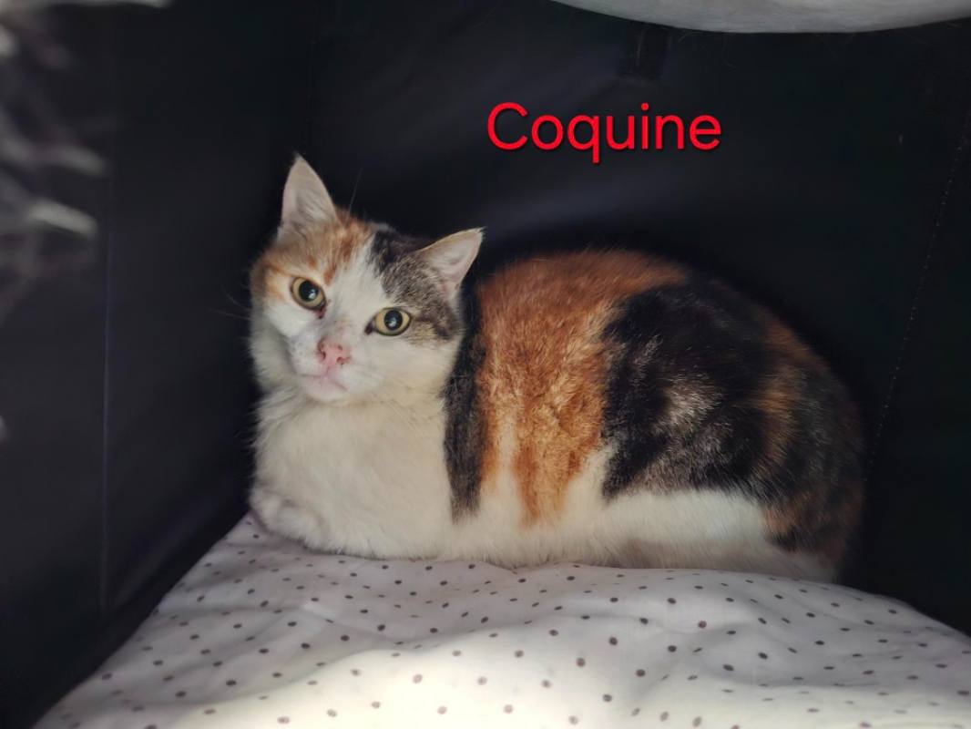Photo de Coquine