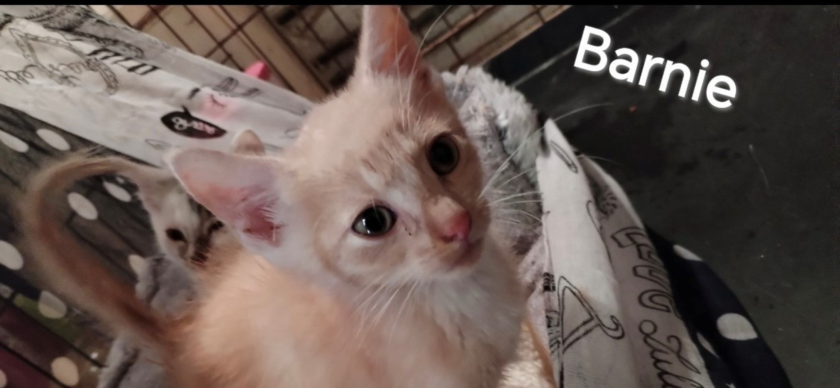 Photo de Petit coeur/barnie