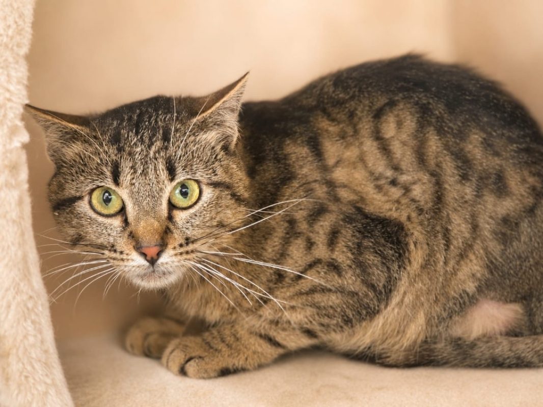 Fantomette - Chat Européen à adopter