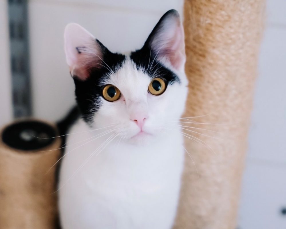 Ares - Chat Européen à adopter