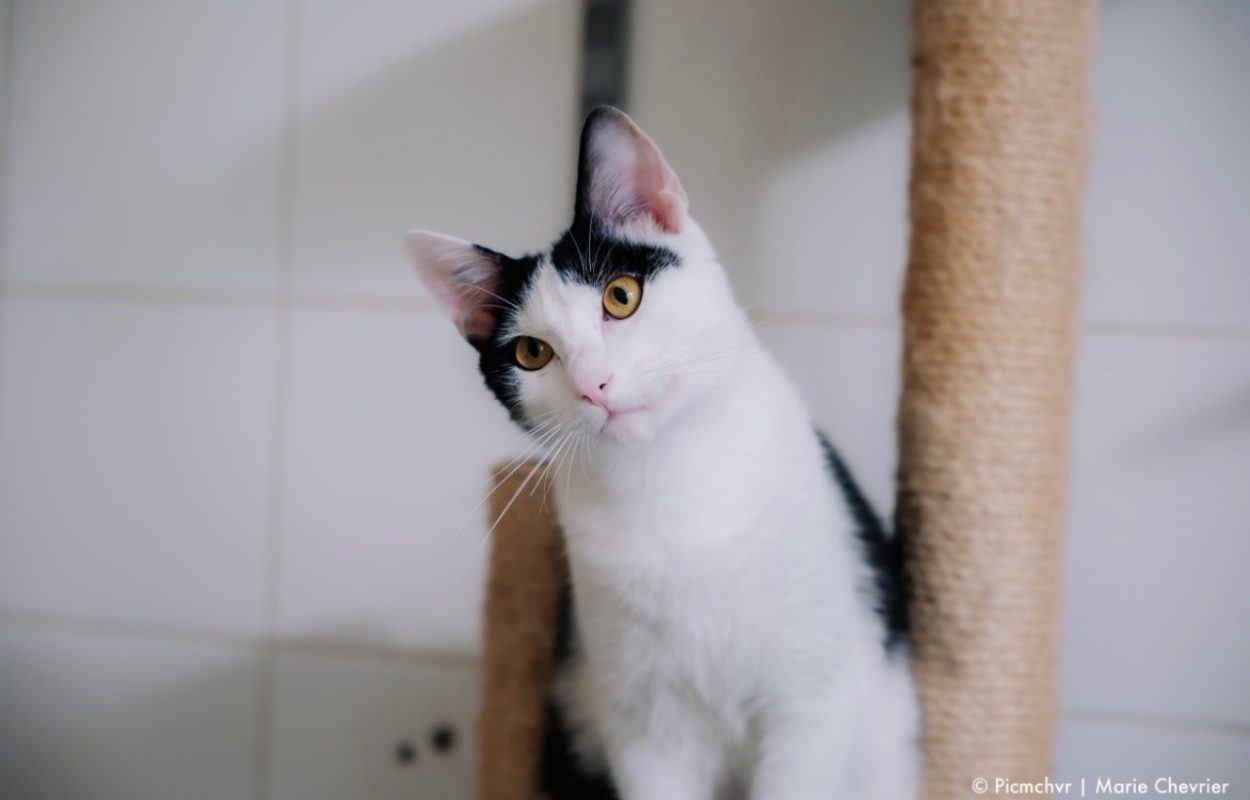 Ares - Chat Européen à adopter - photo 2