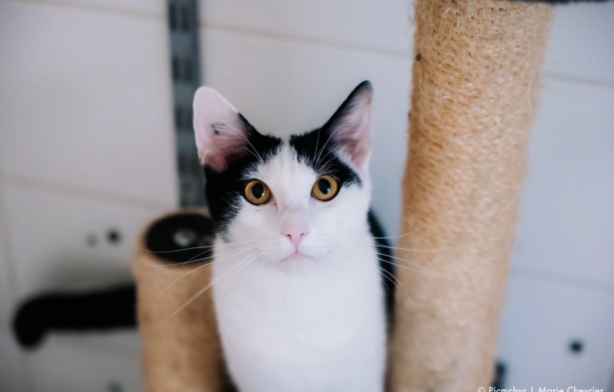 Ares - Chat Européen à adopter - photo 3