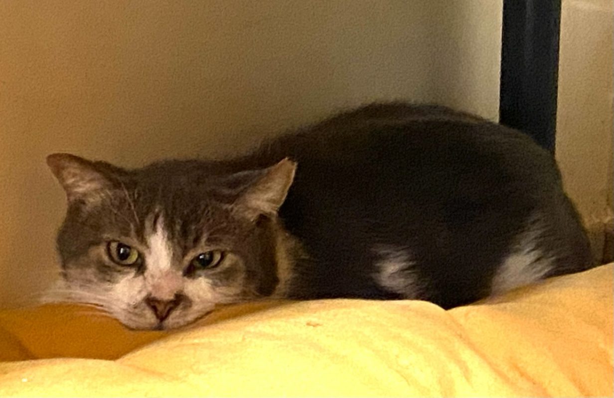 Roger - Chat Européen à adopter