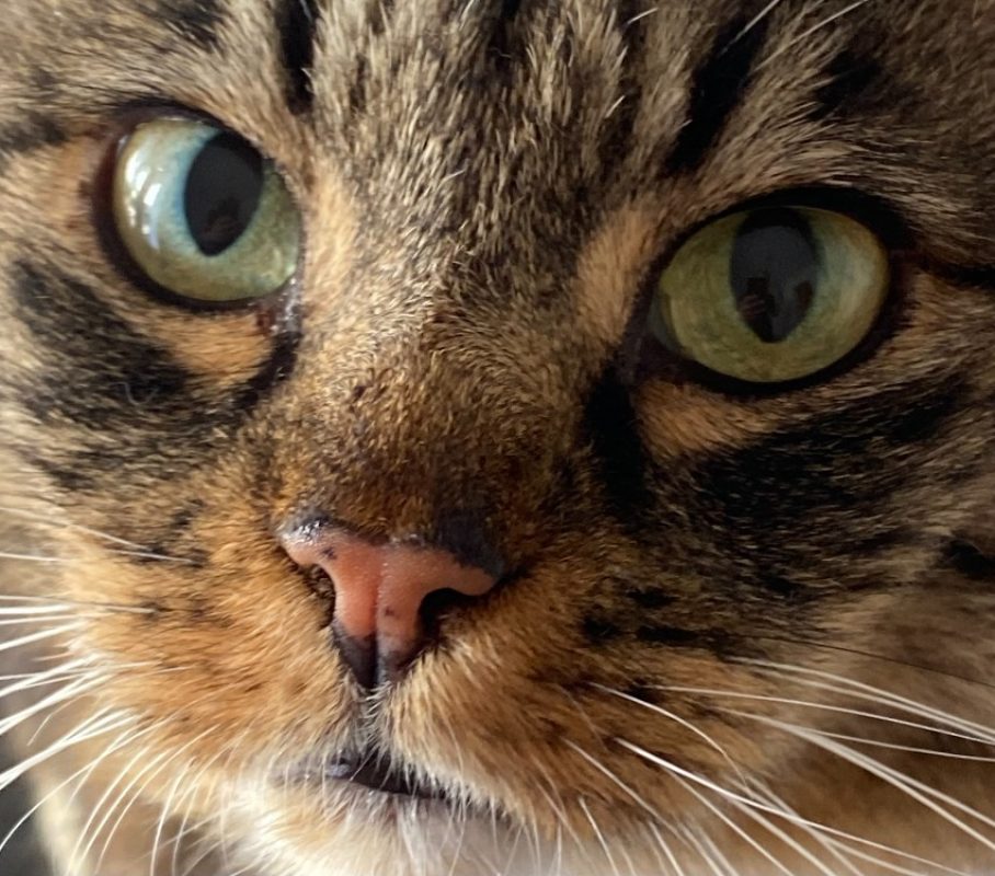 Francis - Chat Européen à adopter