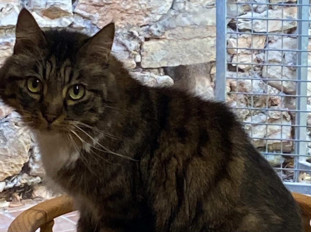 Francis - Chat Européen à adopter - photo 2