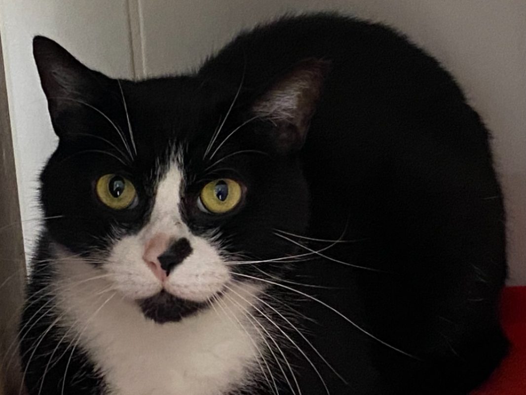 Coco - Chat Européen à adopter