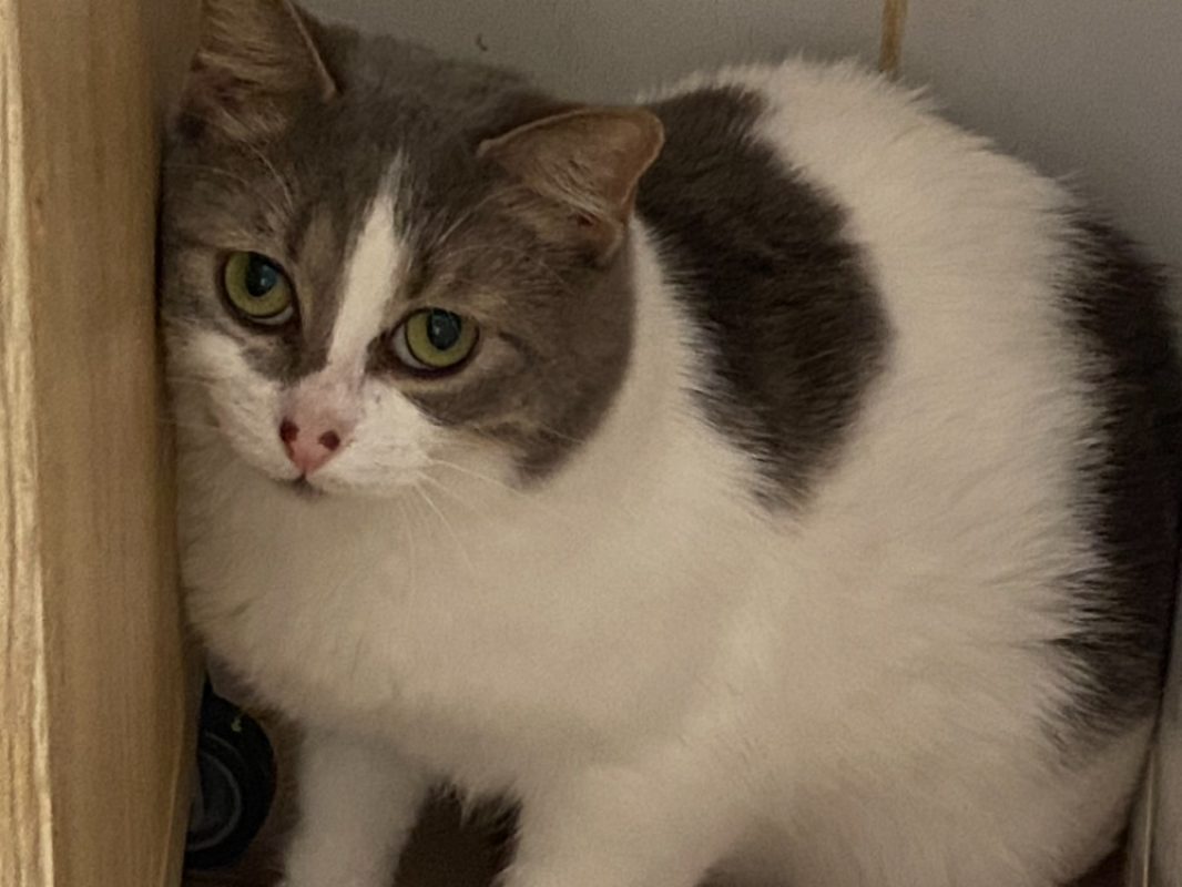 Dany - Chat Européen à adopter