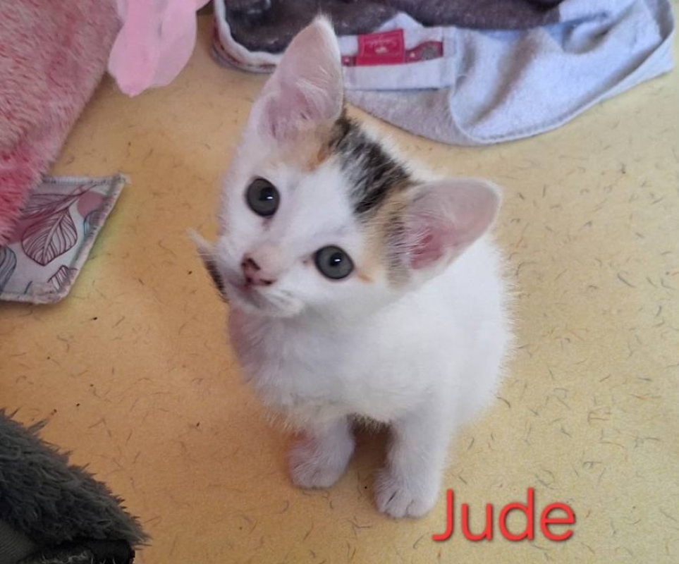 Photo #3 de Jude
