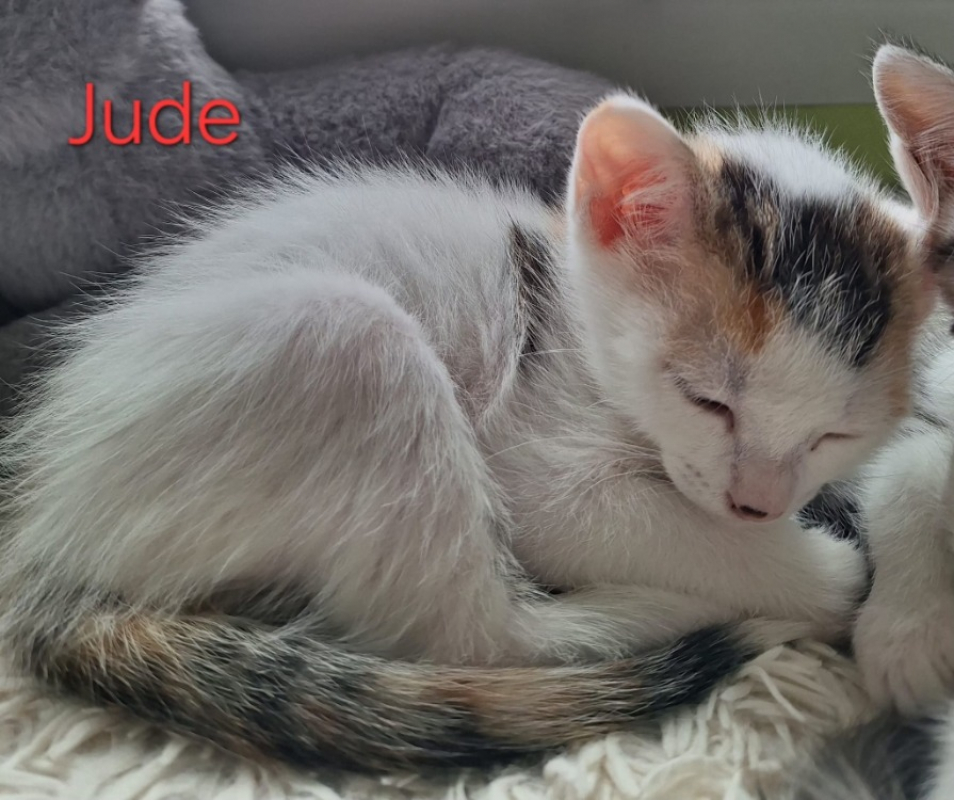 Photo #4 de Jude