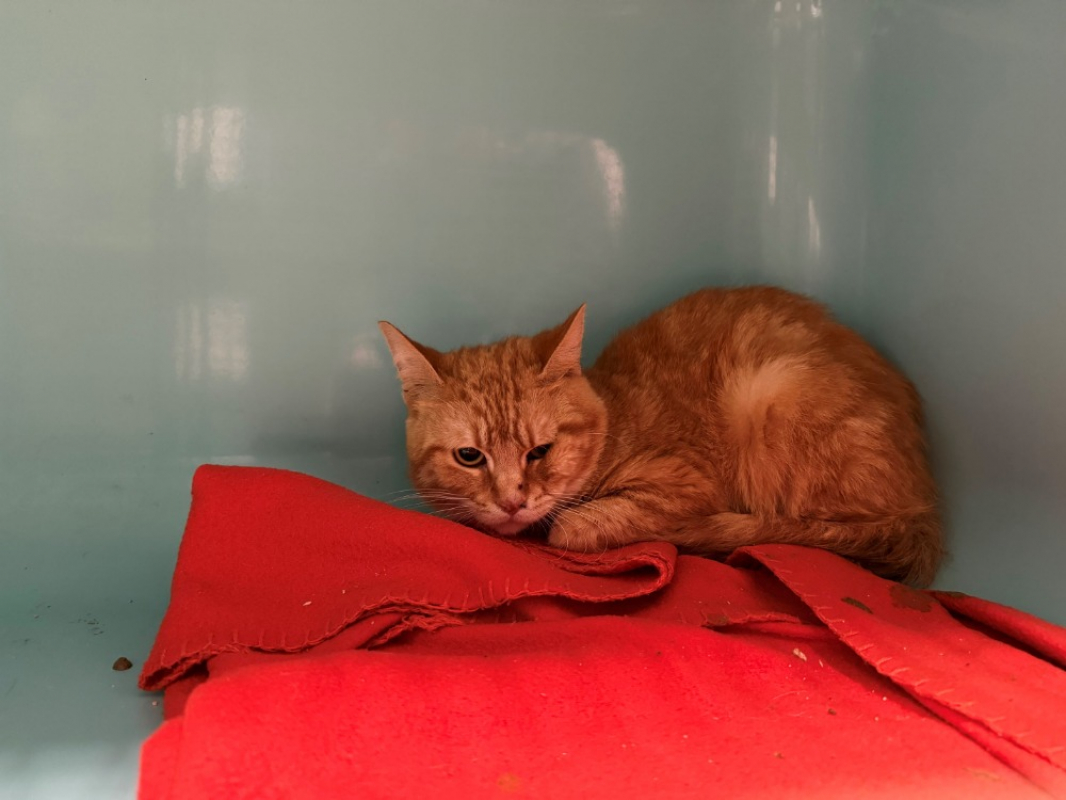Photo de Garfield