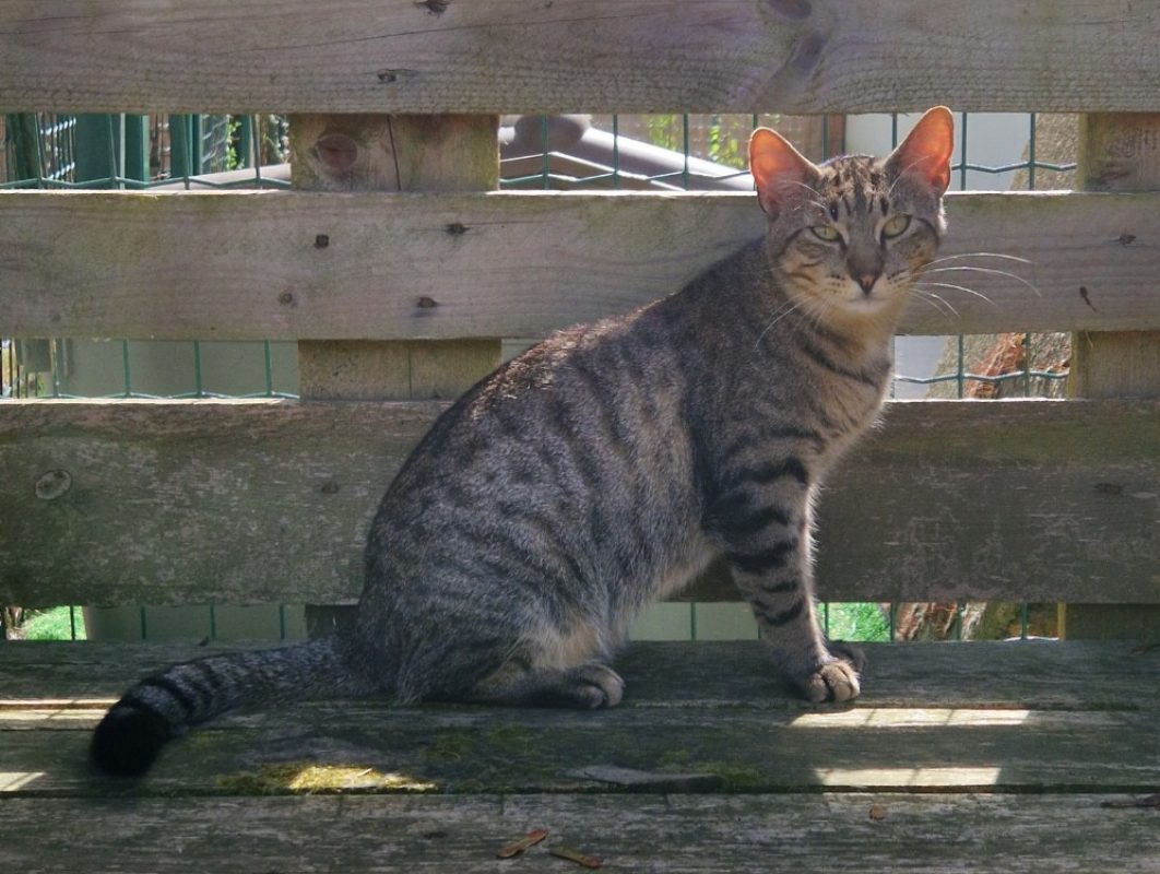 Perceval - Chat Européen à adopter