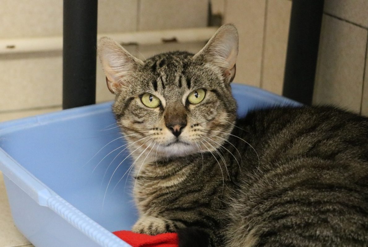 Perceval - Chat Européen à adopter - photo 2