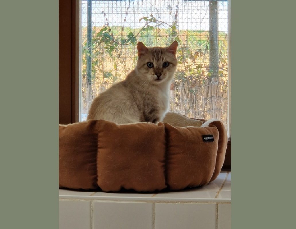 Achille - Chat Européen à adopter