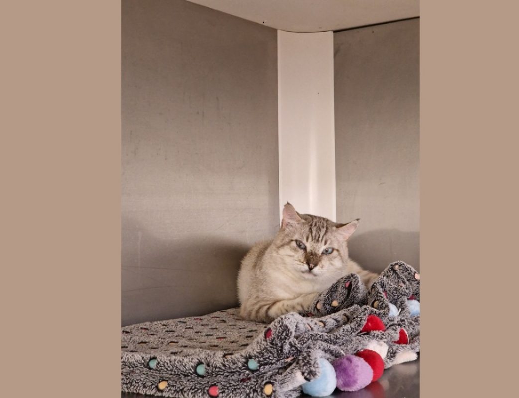 Achille - Chat Européen à adopter - photo 2