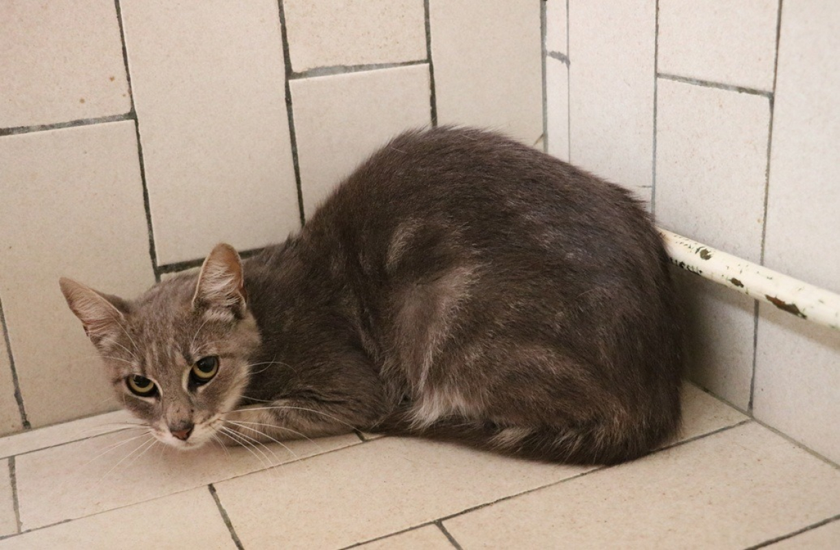 Photo de Grisette