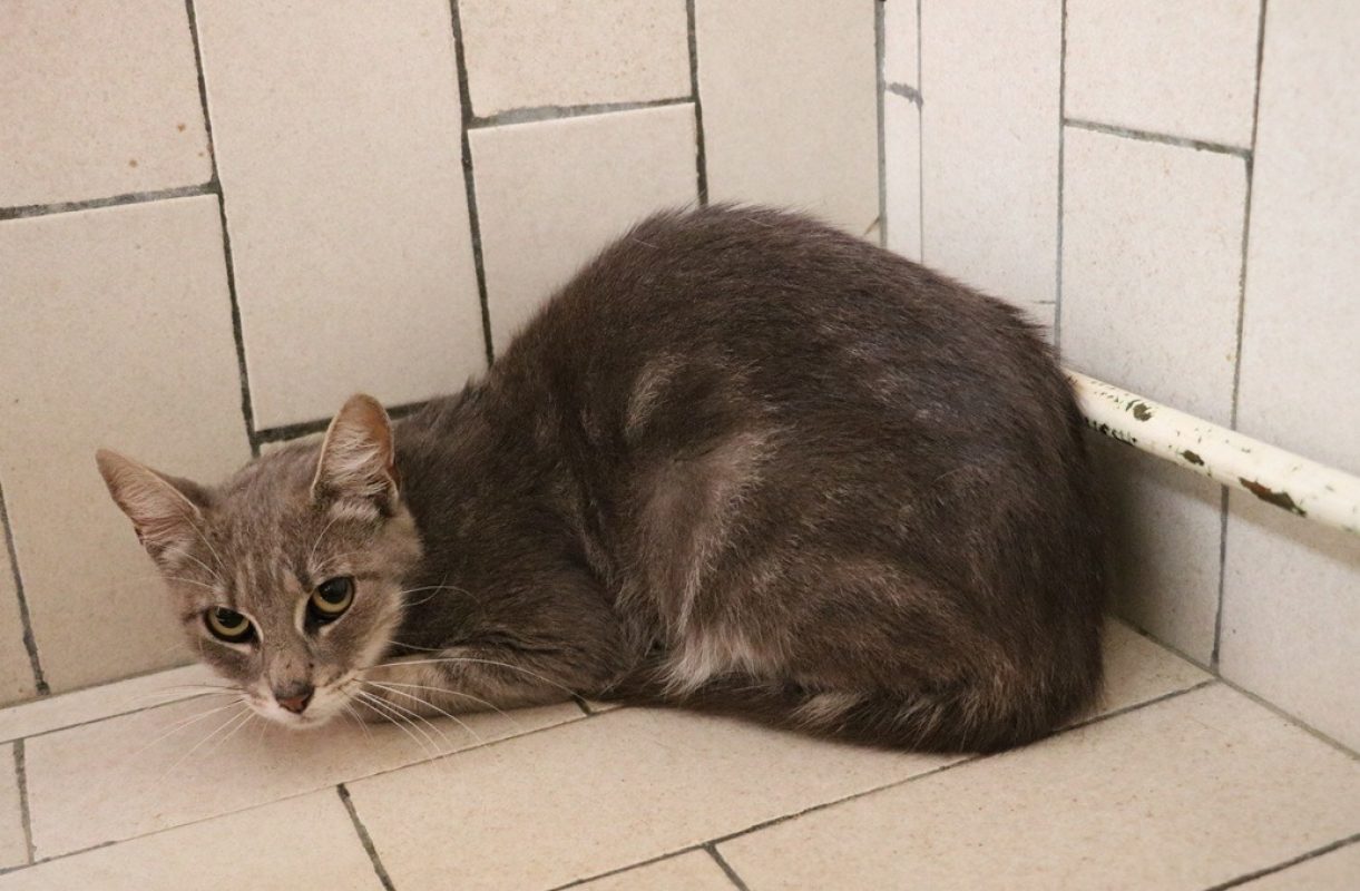 Grisette - Chat Européen à adopter
