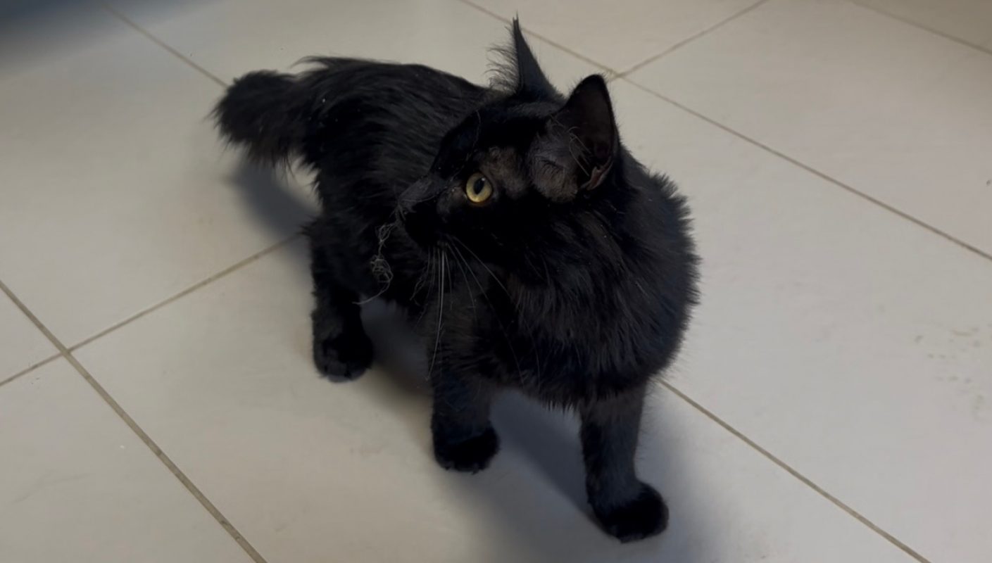 Rosie - Chat Européen à adopter